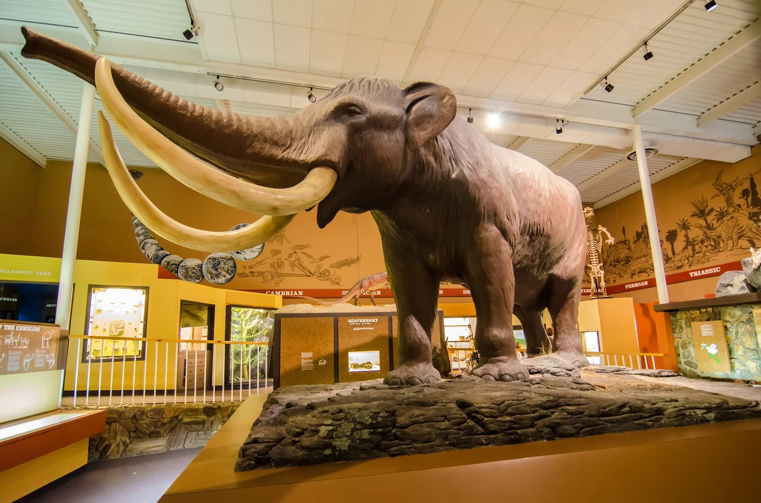 Las Vegas Las Vegas Natural History Museum