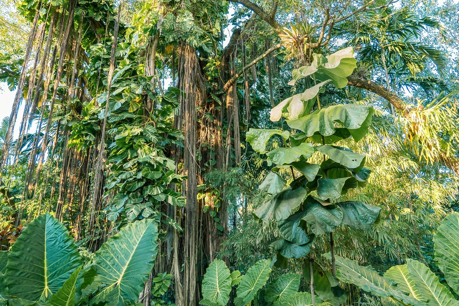 Miami Pinecrest Gardens